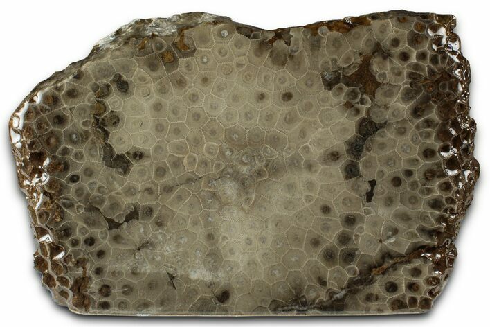 Free-Standing, Petoskey Stone (Fossil Coral) Section - Michigan #356975